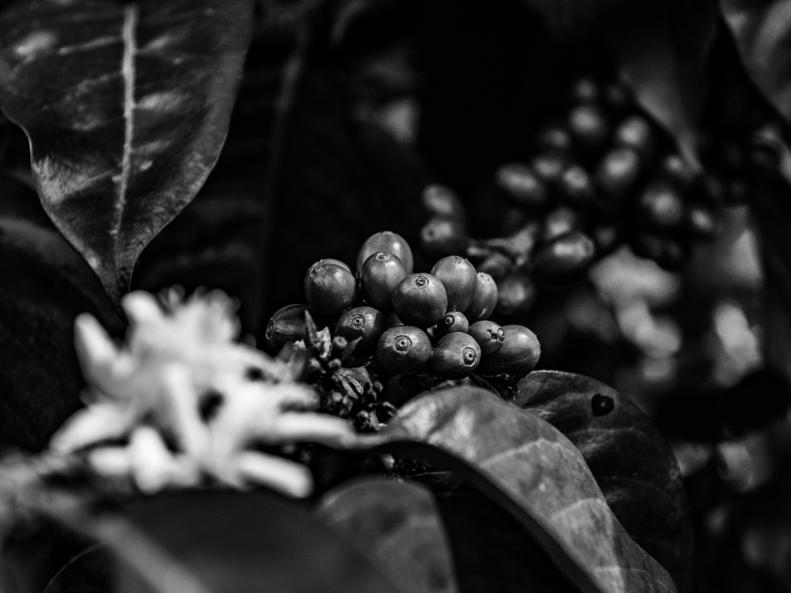 Café Finca la Cascada - Ecuador