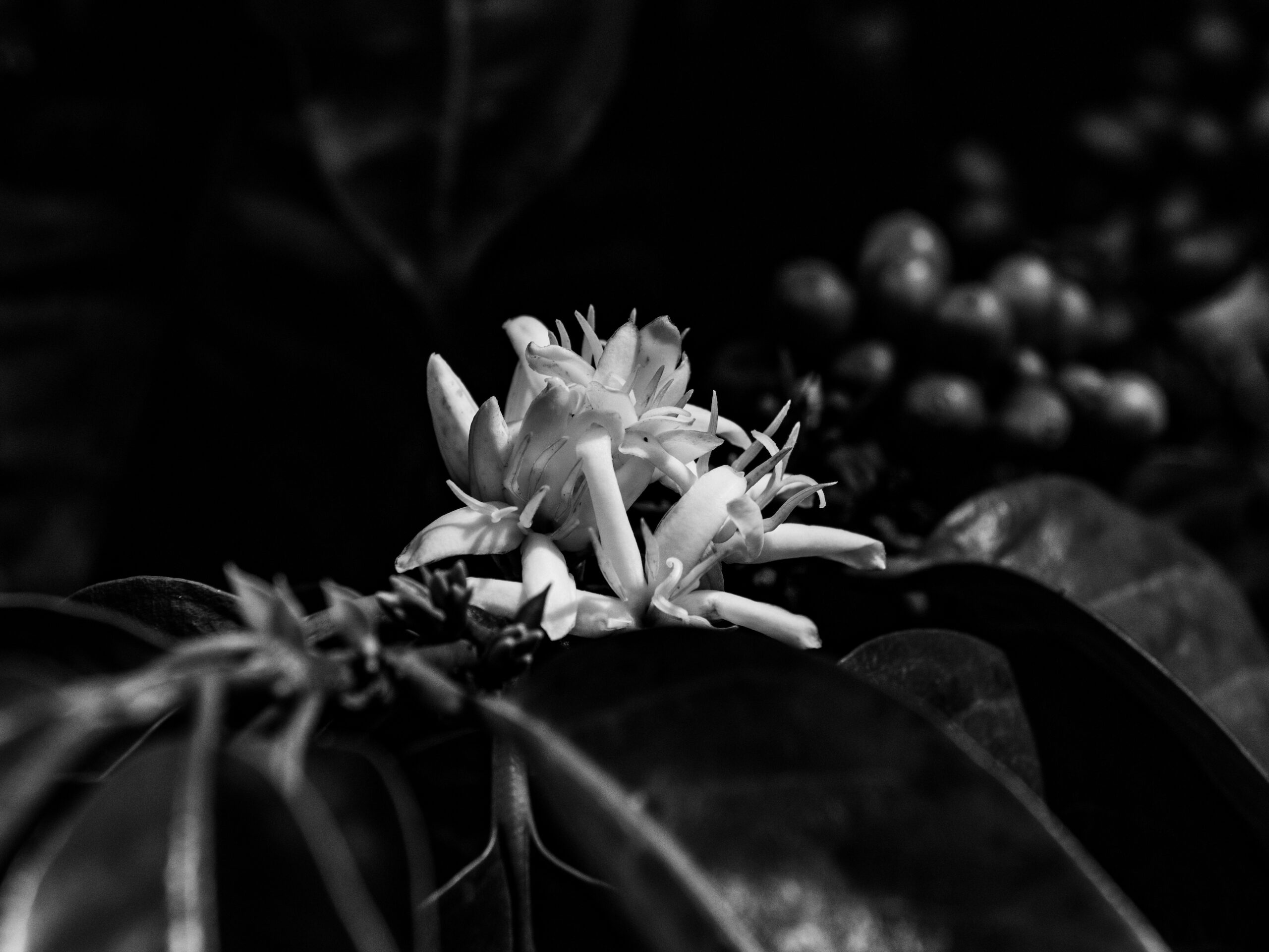 Café Finca la Cascada - Ecuador