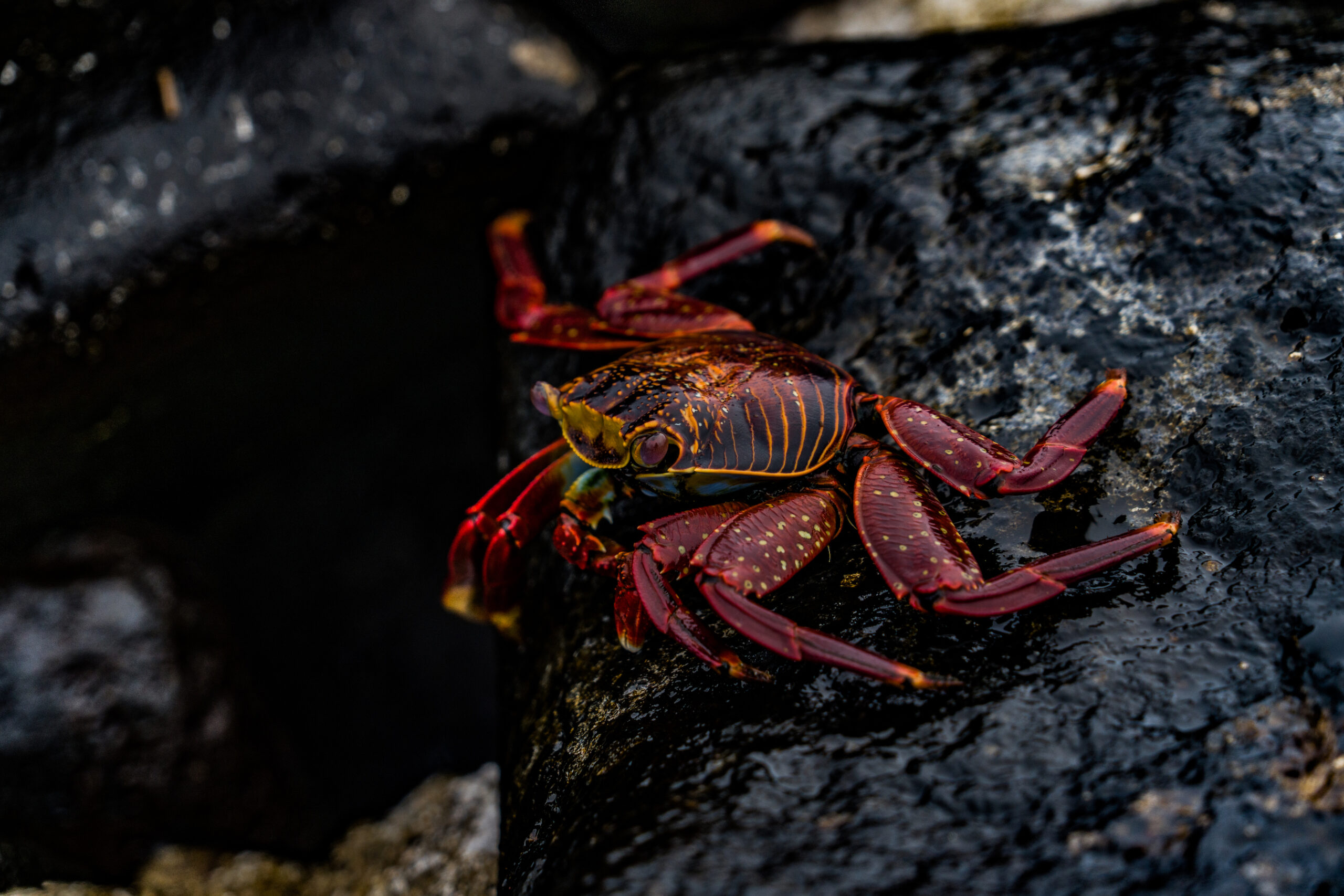 Galapagos - Ecuador