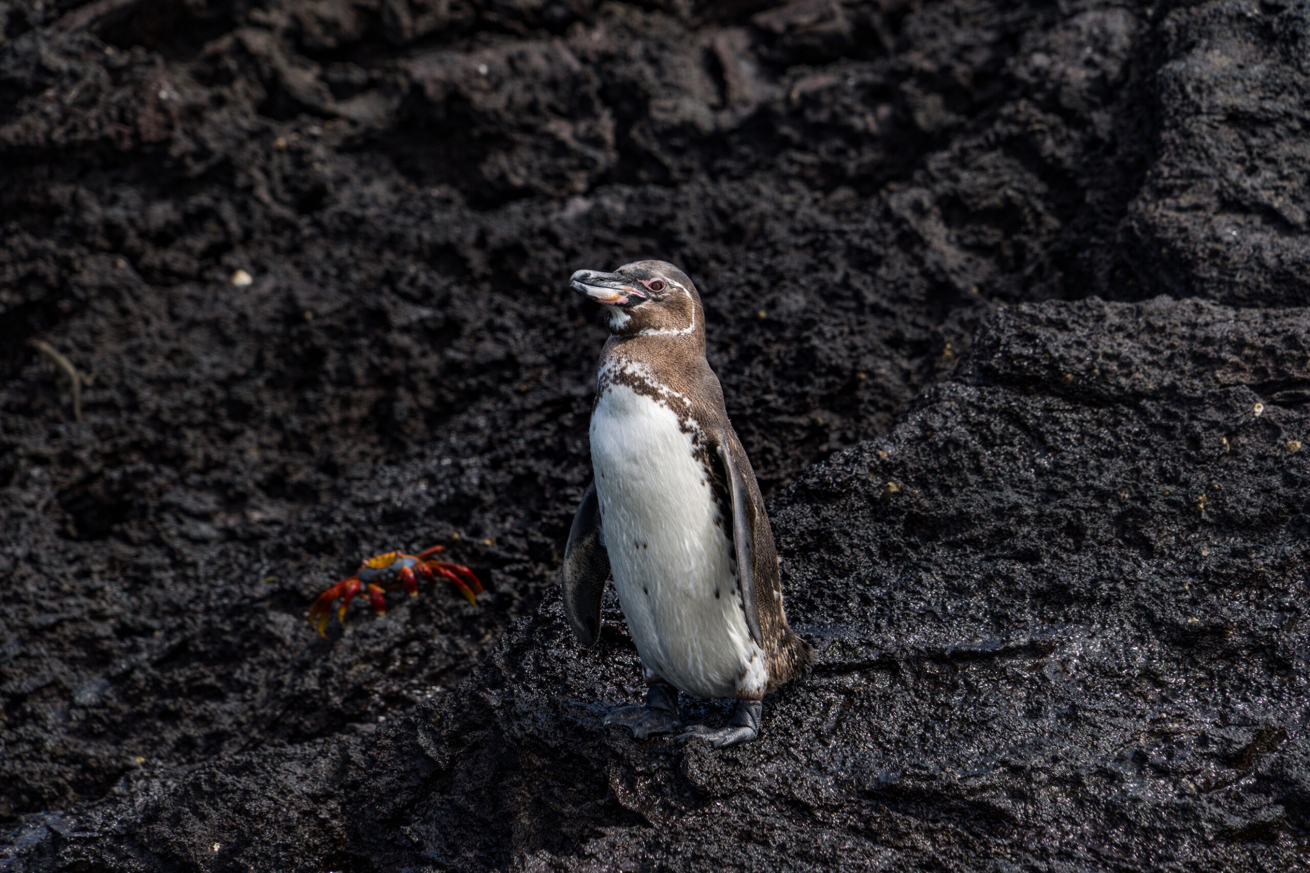 ECU_Galapagos21