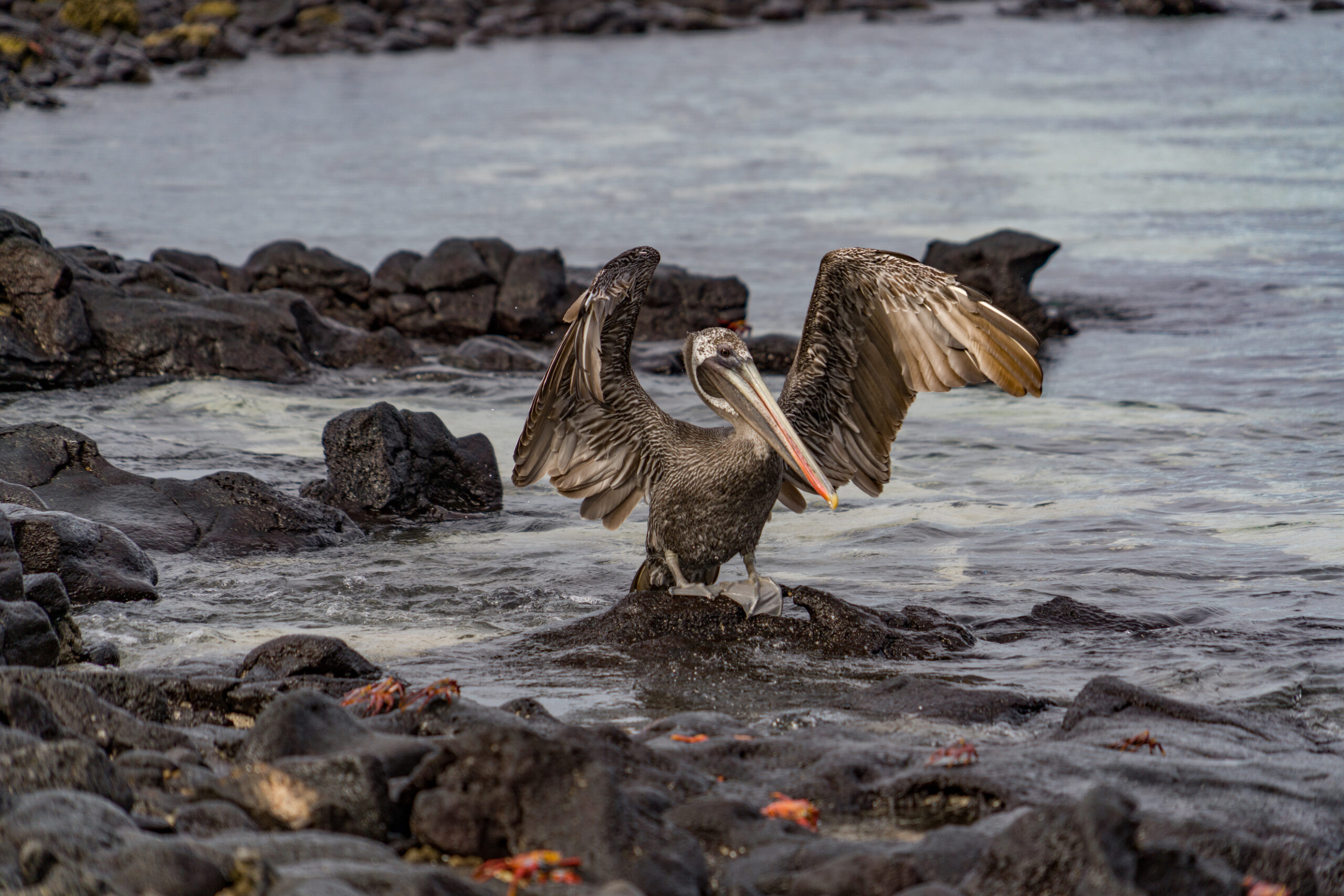 ECU_Galapagos22