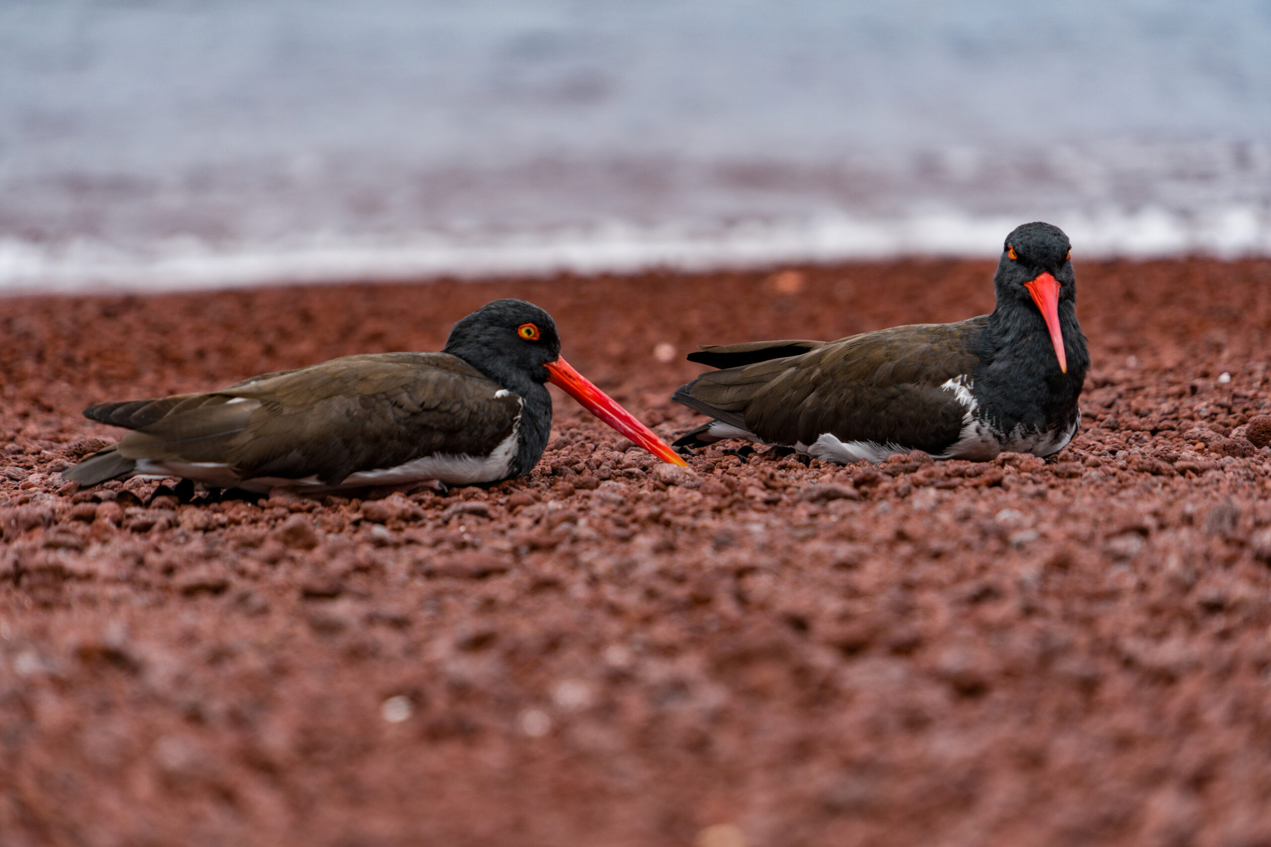 ECU_Galapagos23