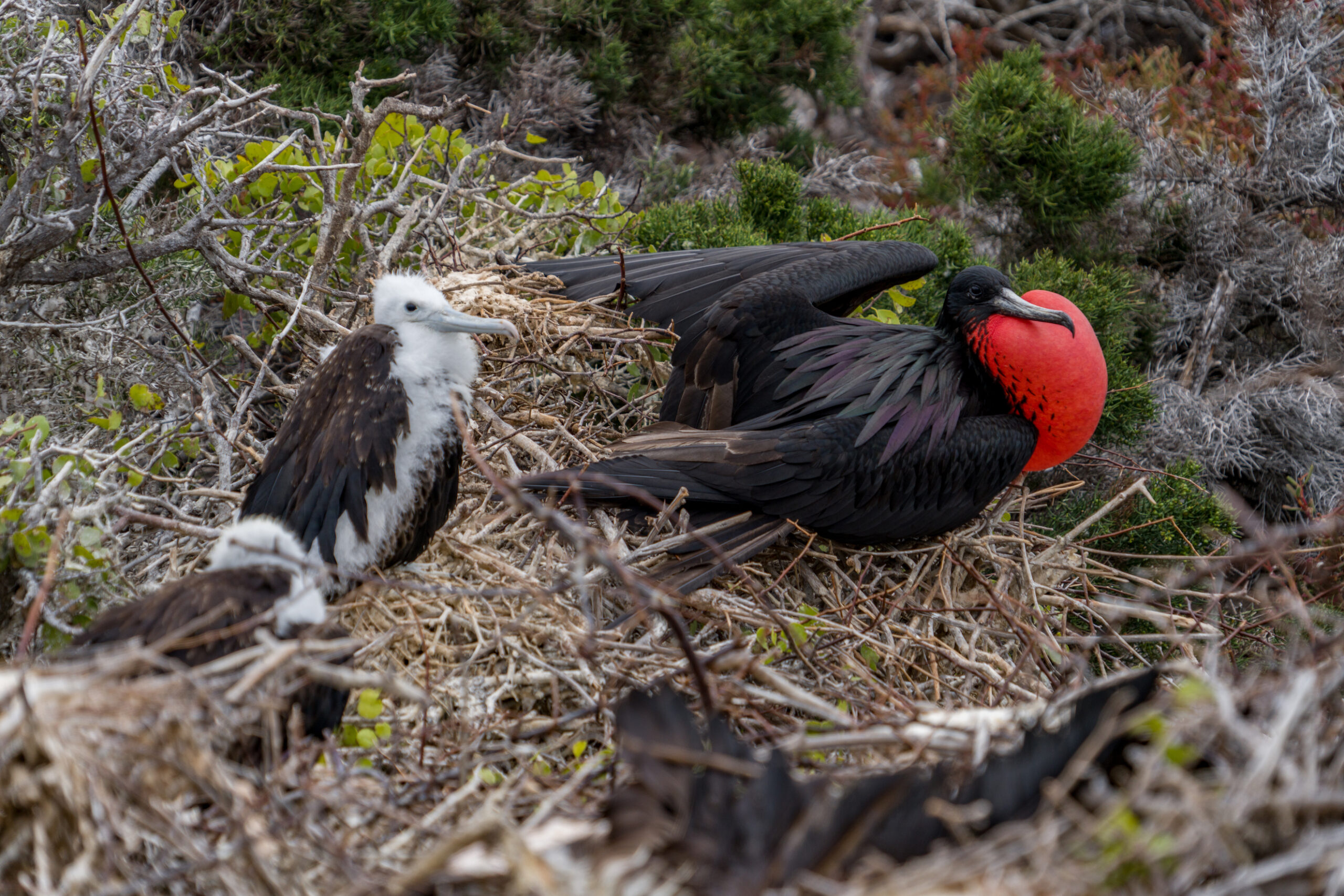 ECU_Galapagos25