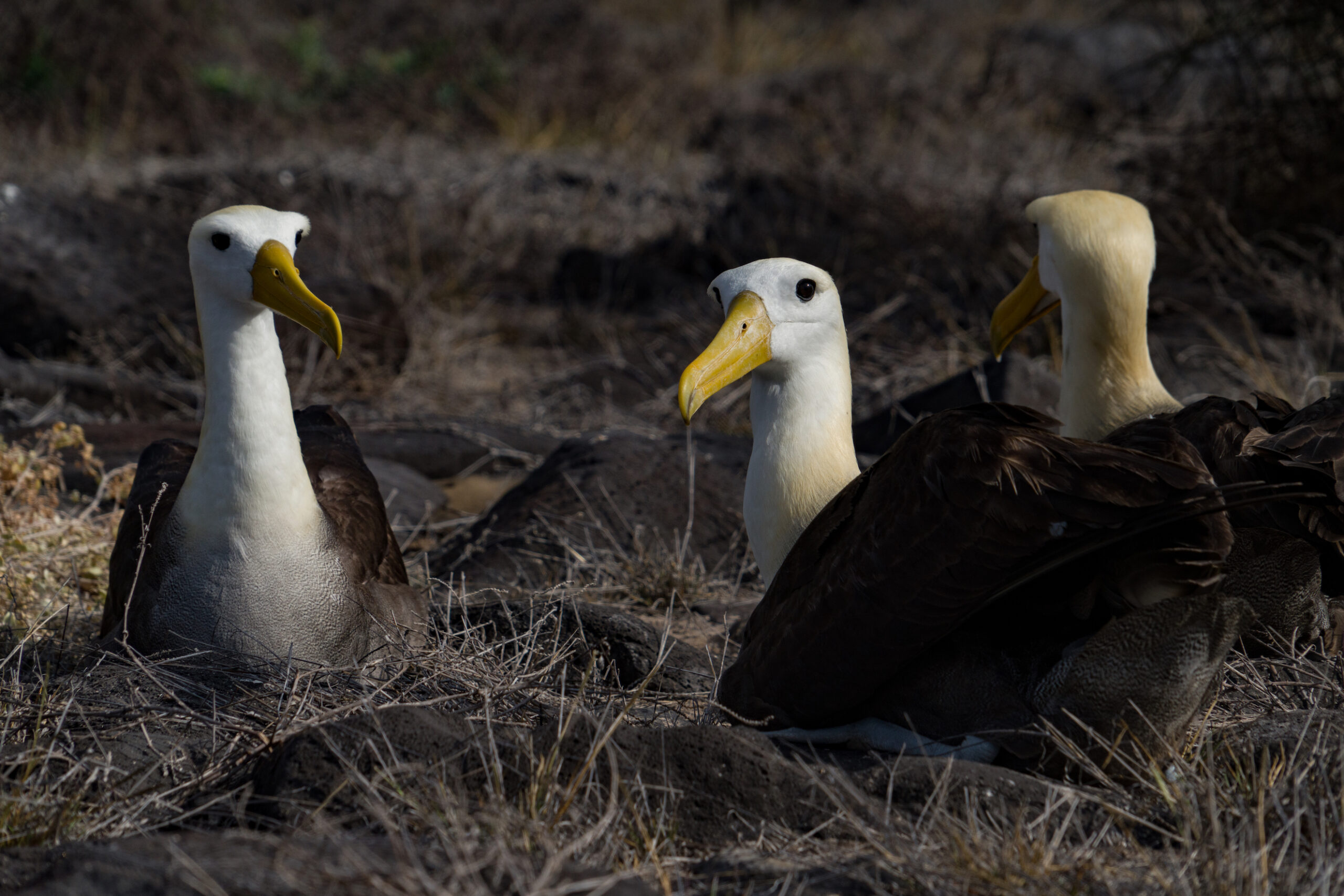 ECU_Galapagos7